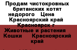 Продам чистокровных британских котят недорого › Цена ­ 2 - Красноярский край, Красноярск г. Животные и растения » Кошки   . Красноярский край